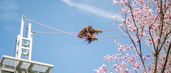 Group exploring zoo exhibits at their own pace